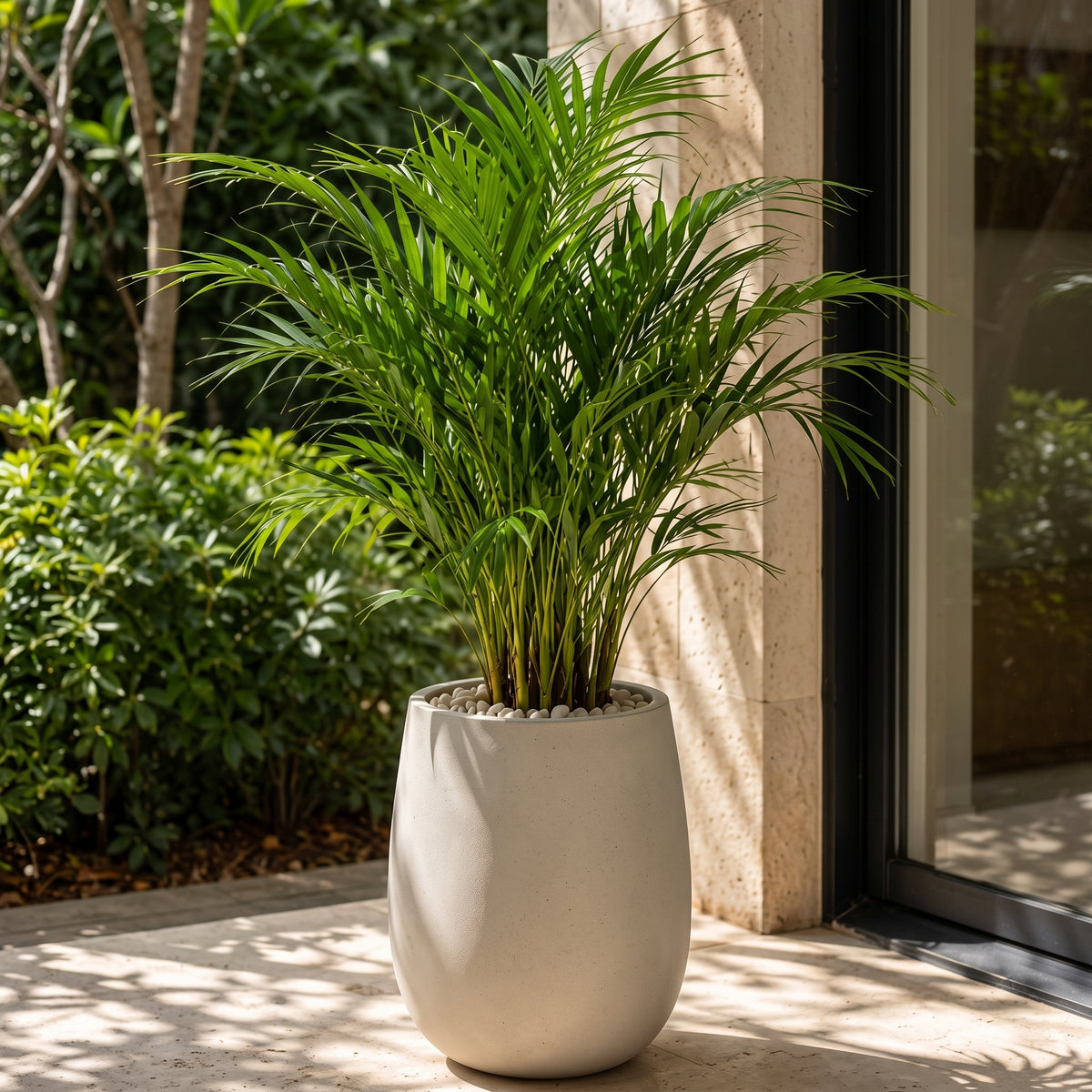 Palma areca — foto 3