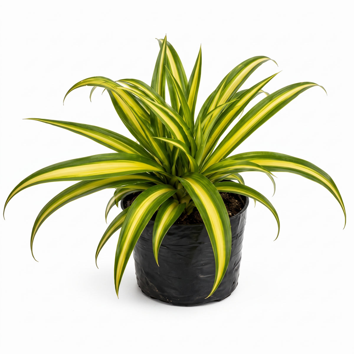 Cinta mala madre variegada