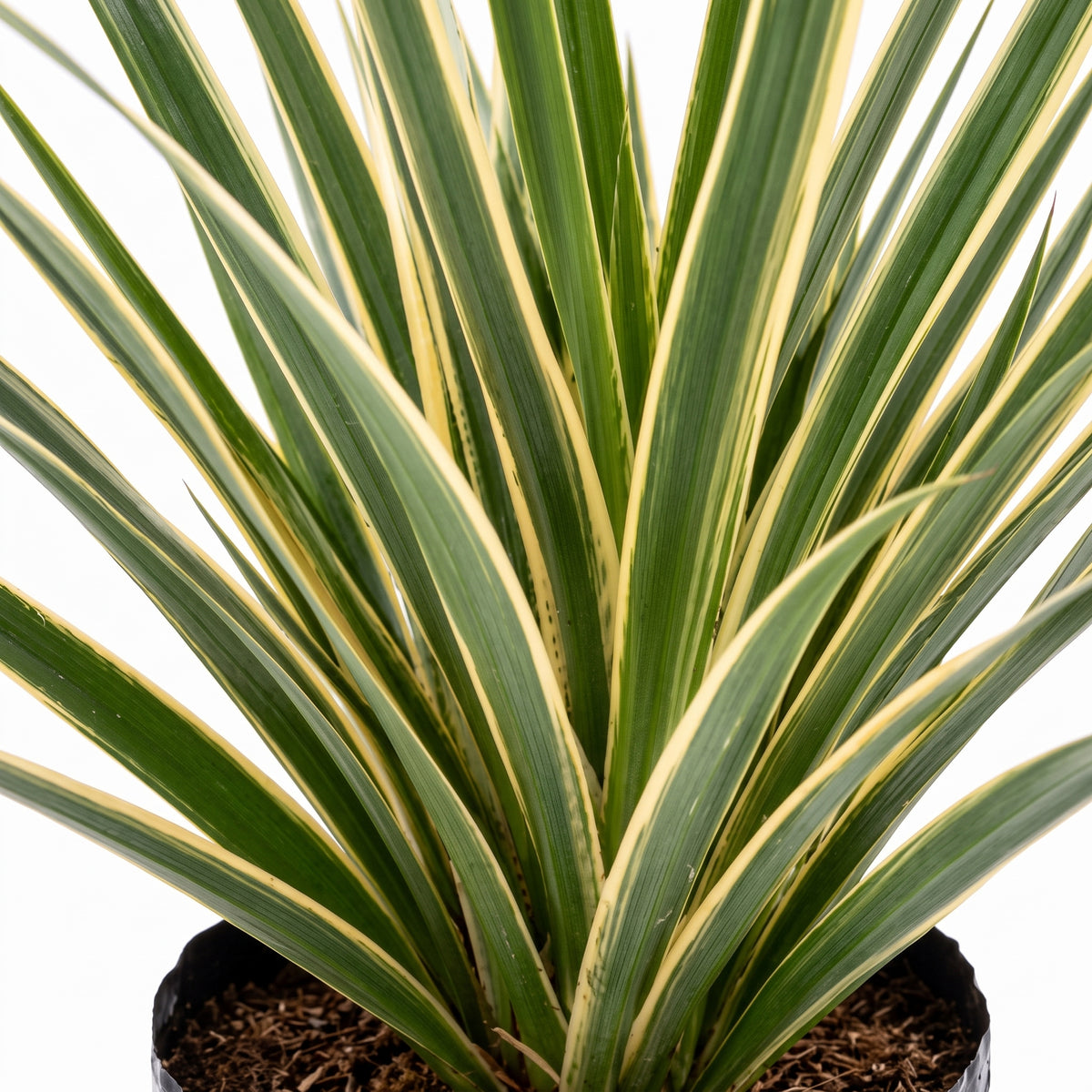 Lino variegado — foto 2