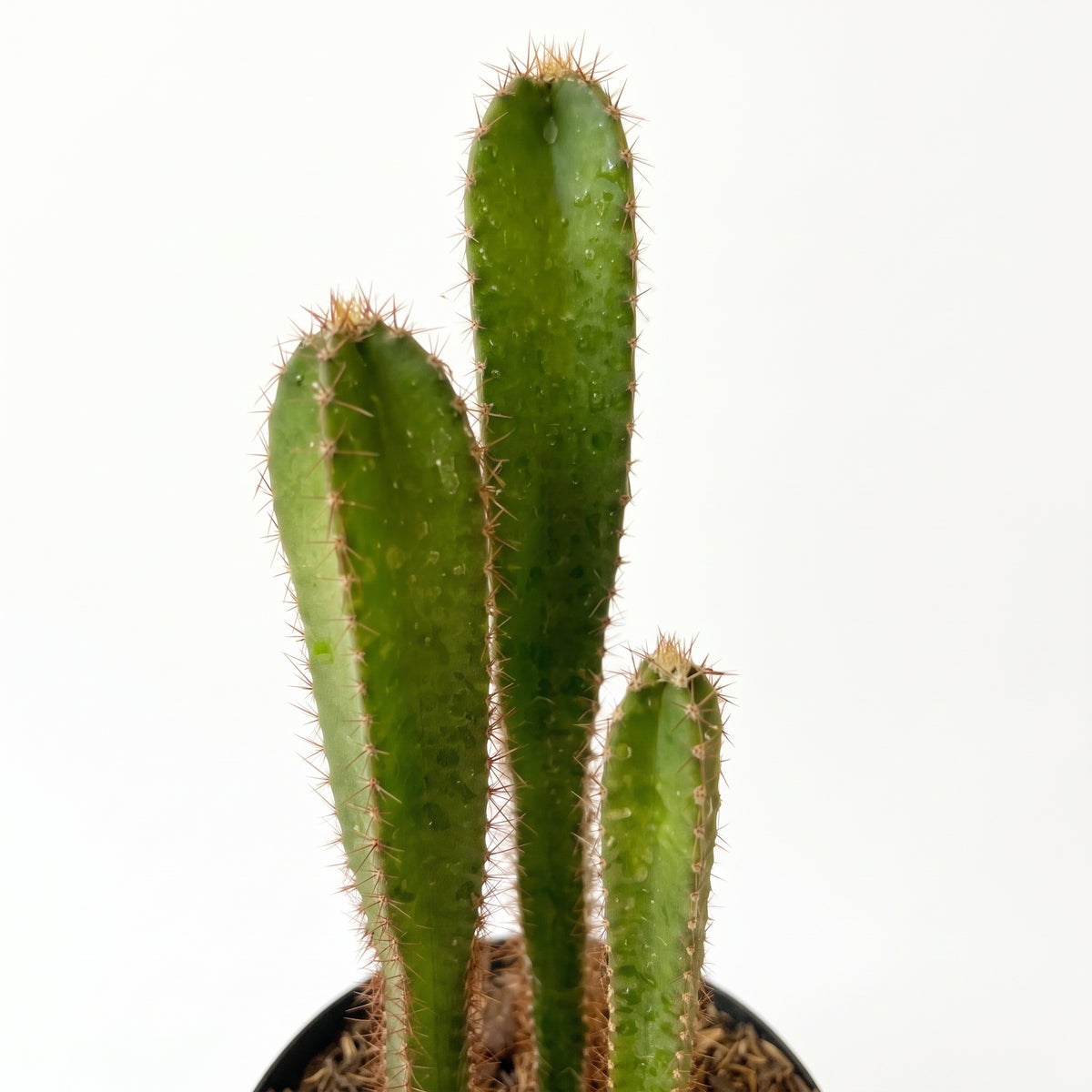 Cactus injerto — foto 2