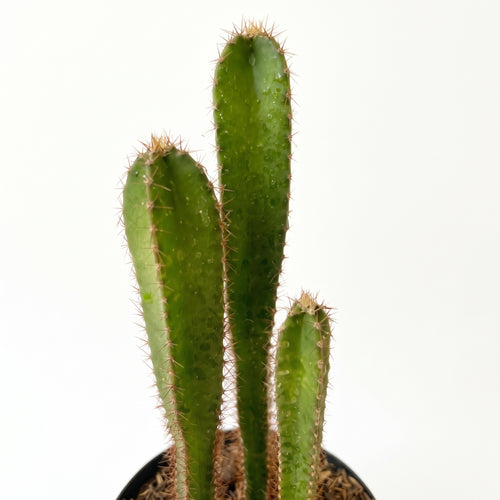 Cactus injerto — foto 2