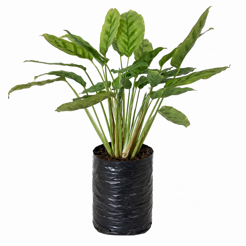 Calathea 10 mandamientos