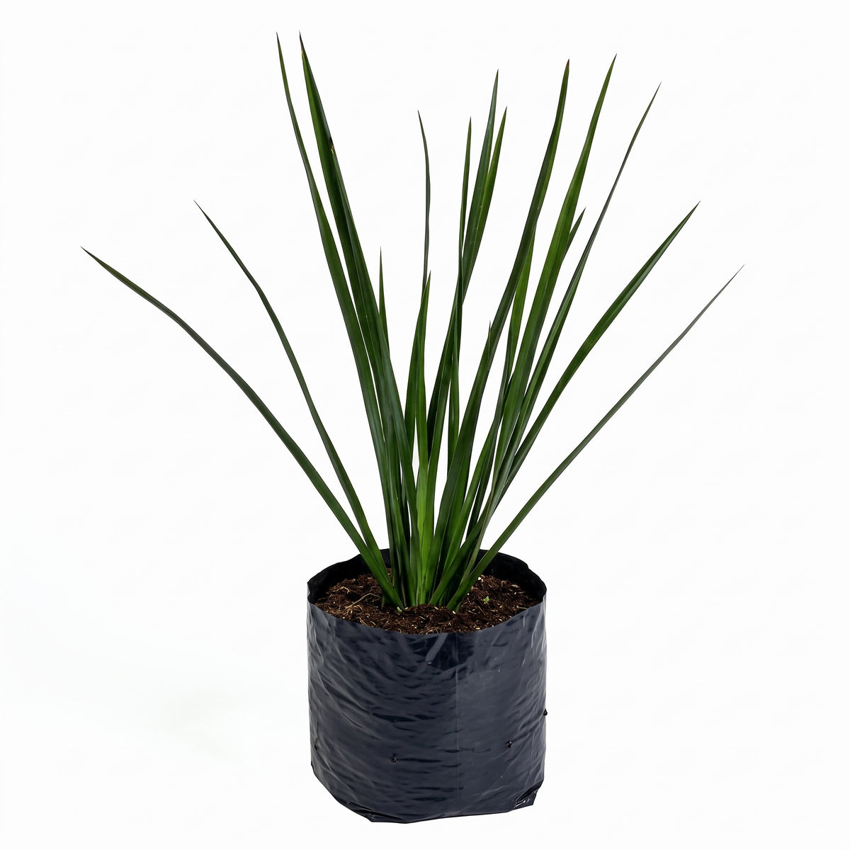 Lino verde