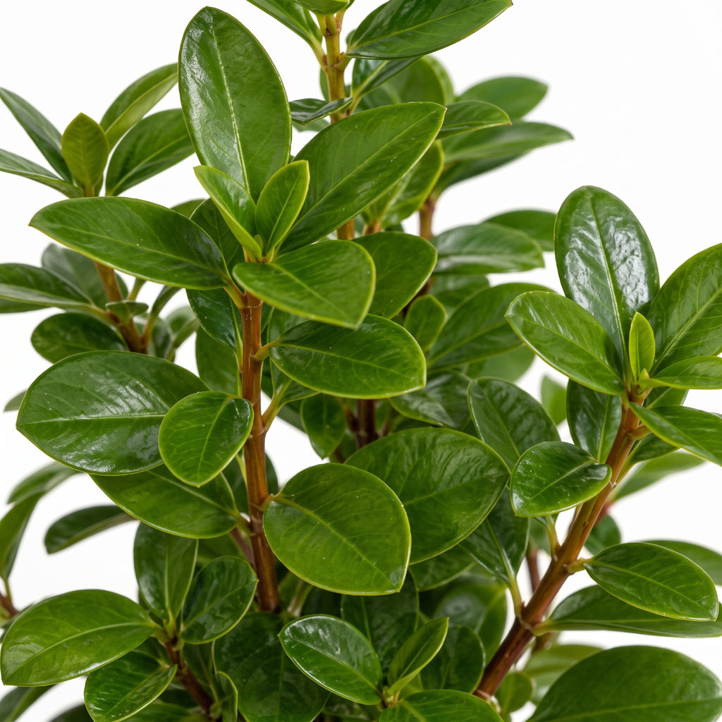 Hebe verde — foto 2