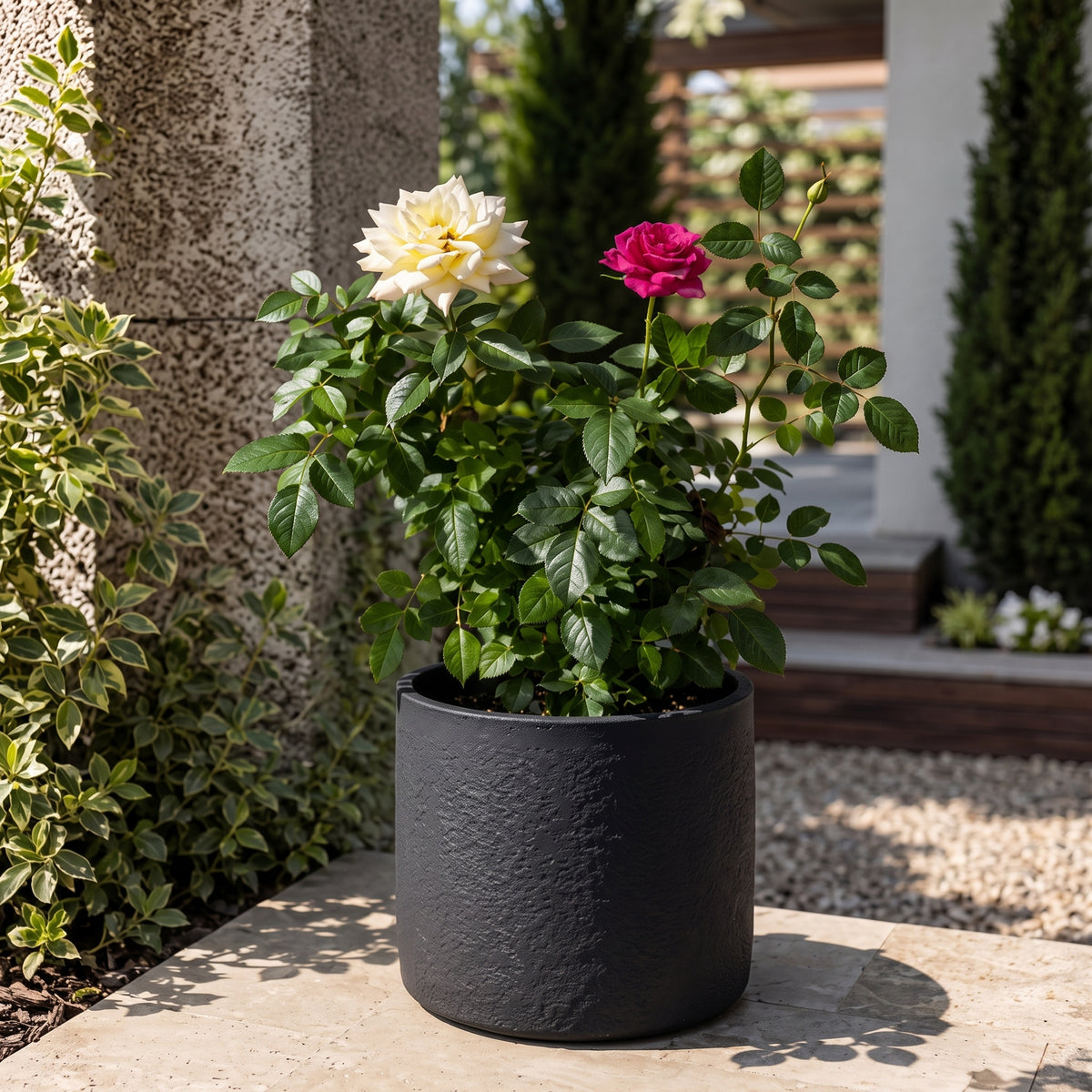 Rosa mini, planta de exterior en bolsa – Las Palmas y Jardines de Manuel
