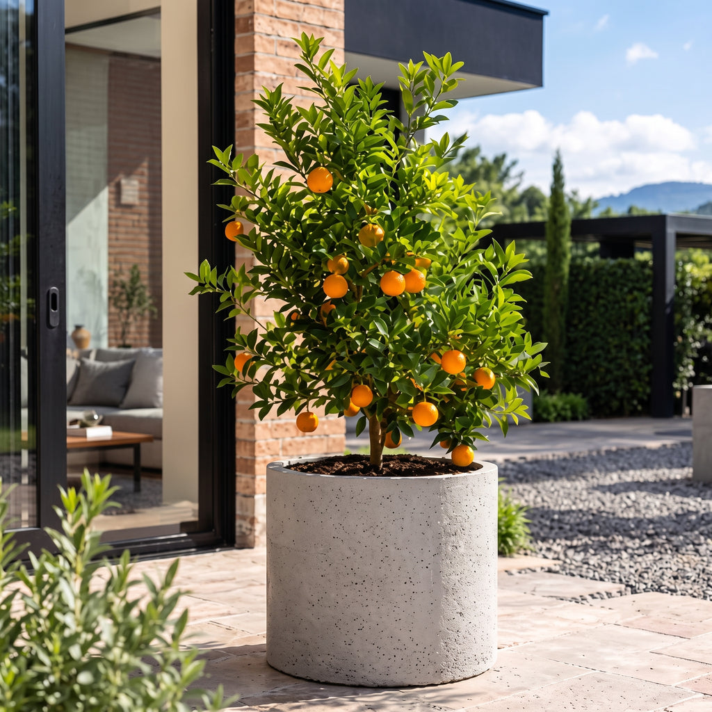 Calamondi — foto 3