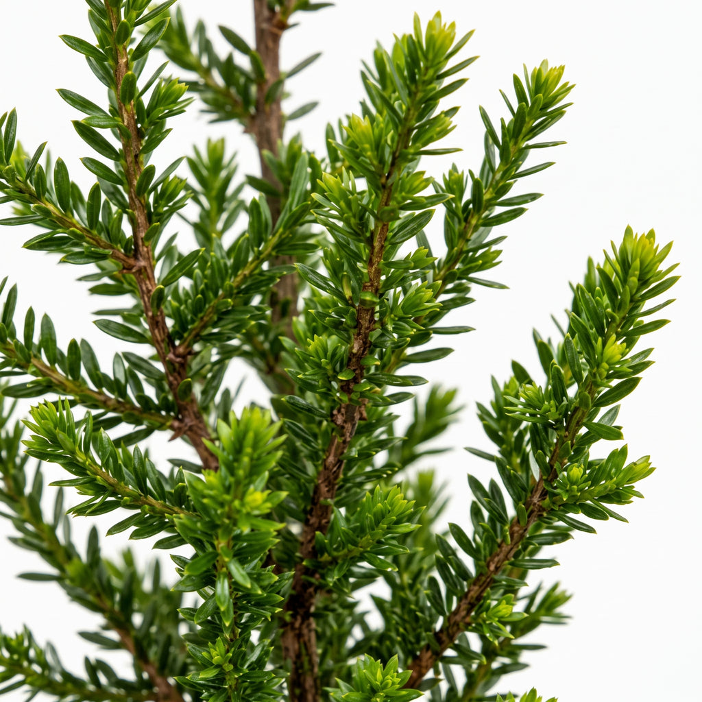 Melaleuca crucifolia — foto 2