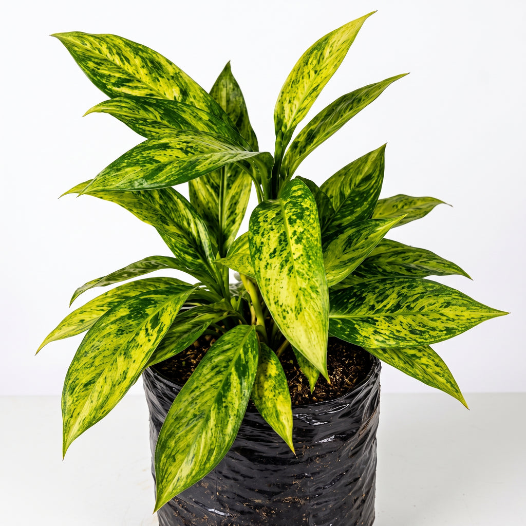Aglaonema 'Dollar' — foto 2