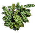Calathea makoyana