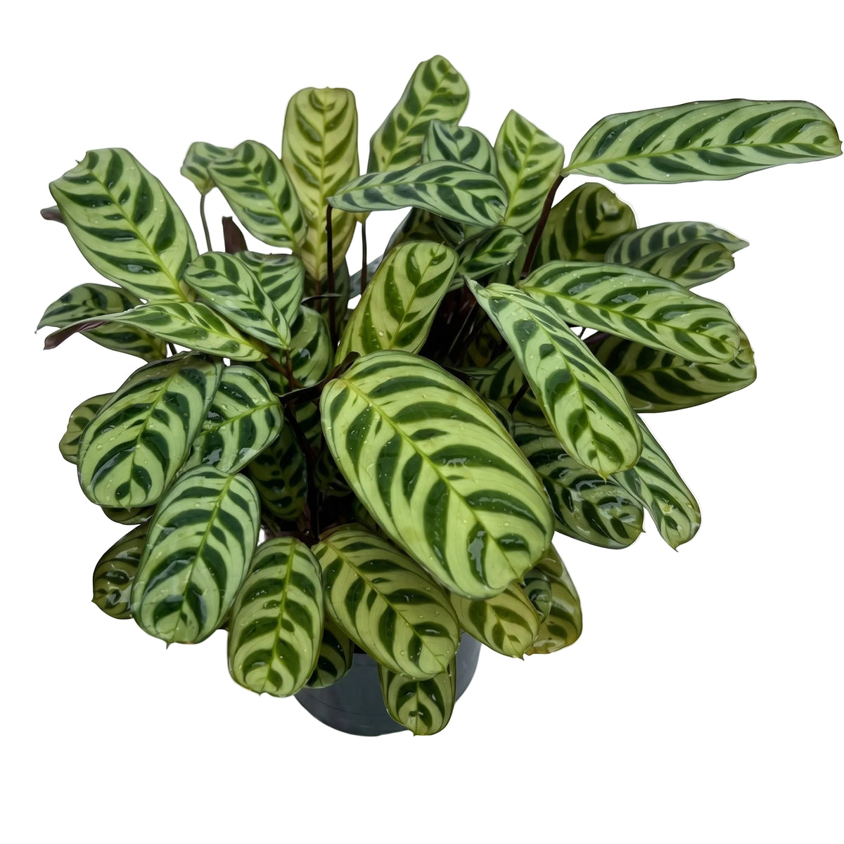 Calathea makoyana