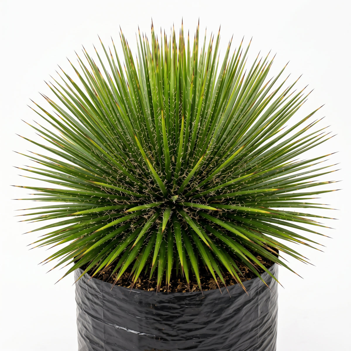 Agave blanco o aguja — foto 2