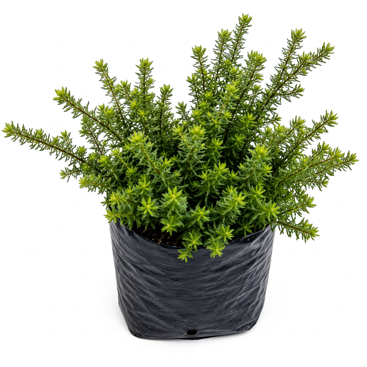 Westringia