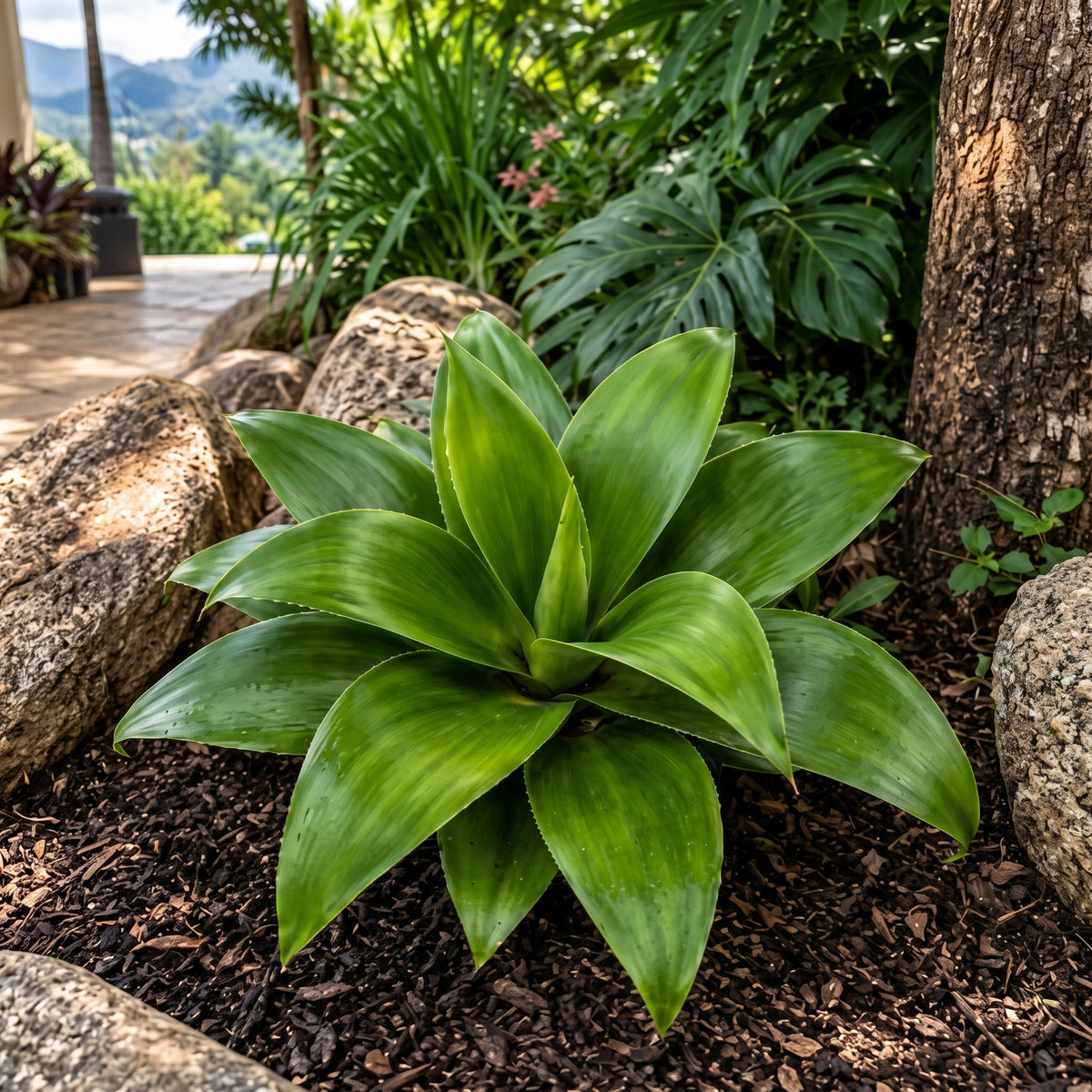 Agave verde liso — foto 3