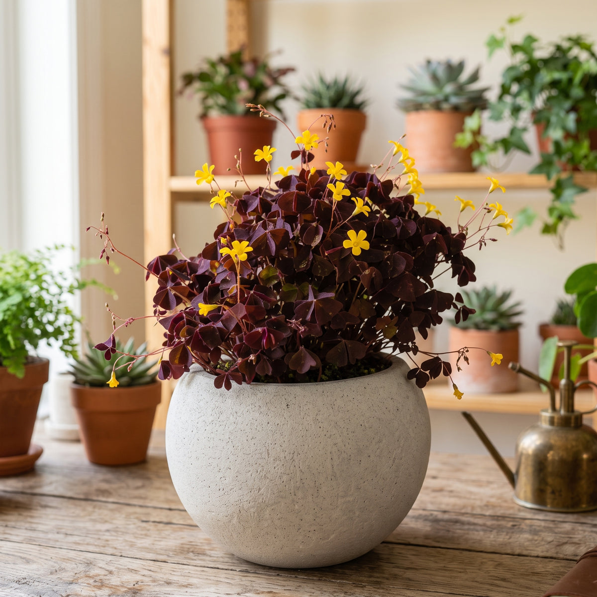 Trébol morado — foto 3