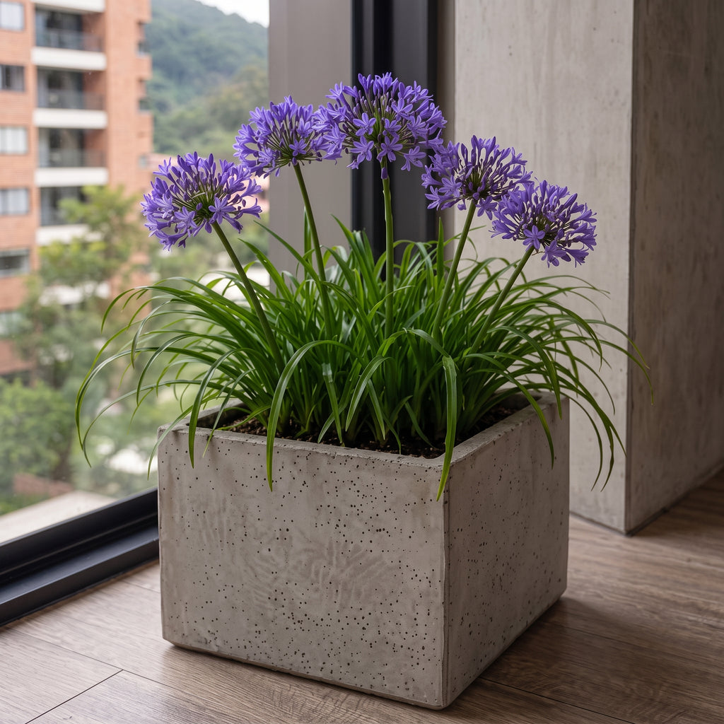 Agapanto enano morado — foto 3