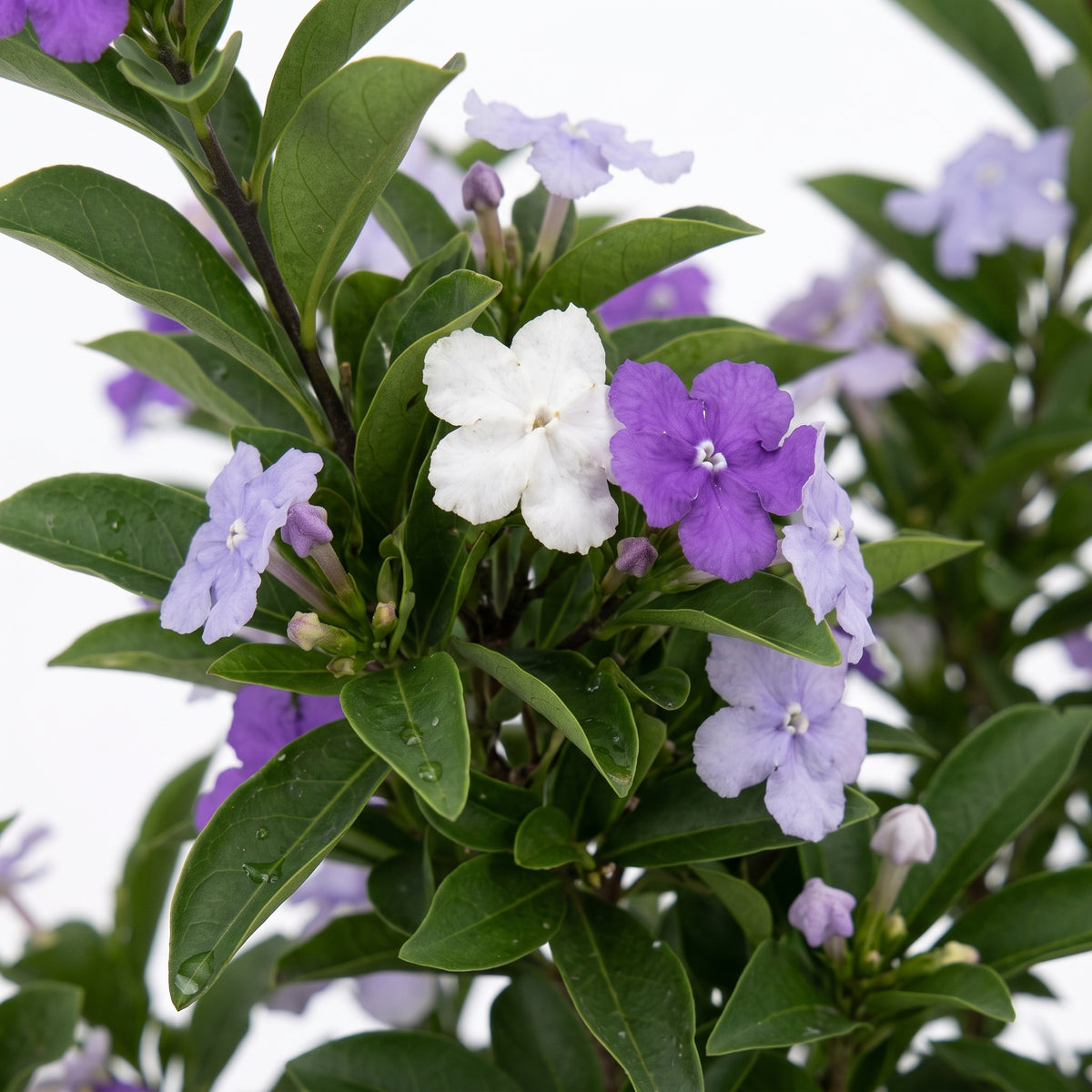 Jazmín lavanda — foto 2