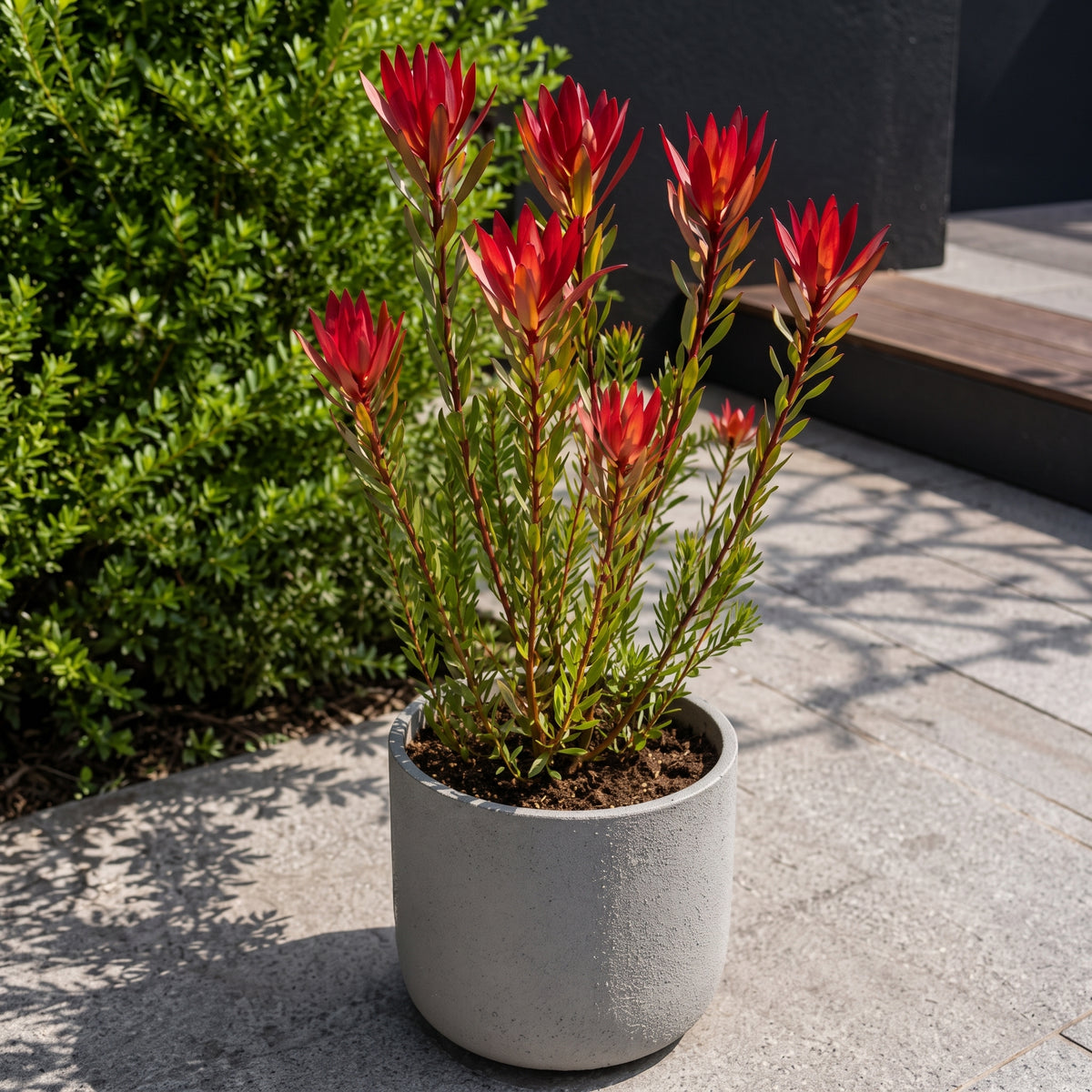Protea roja — foto 3