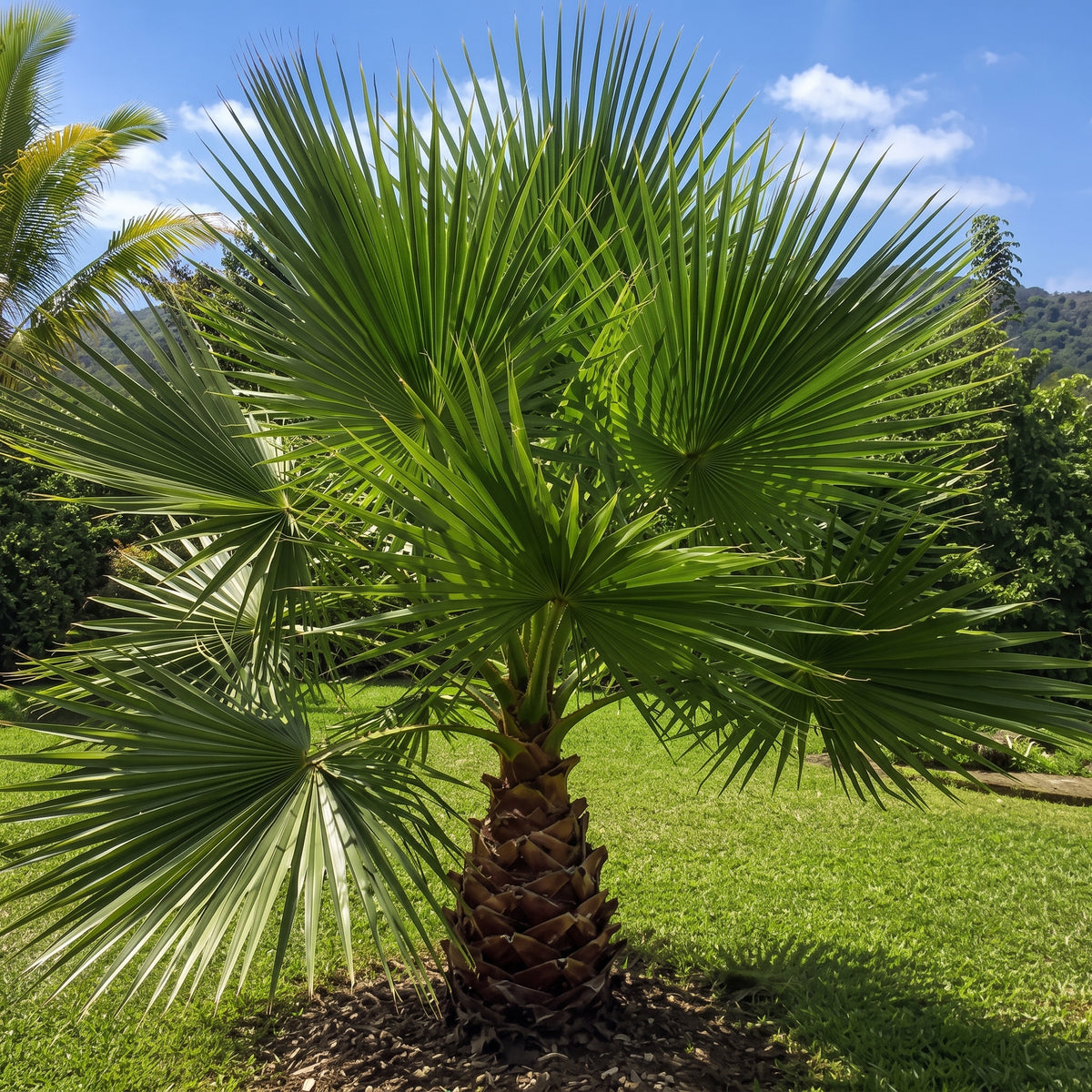Palma washingtonia — foto 3
