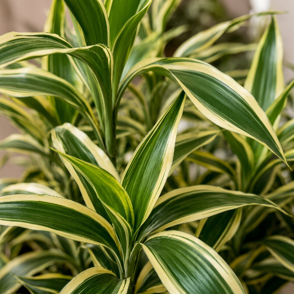 Lucky bamboo variegado — foto 2