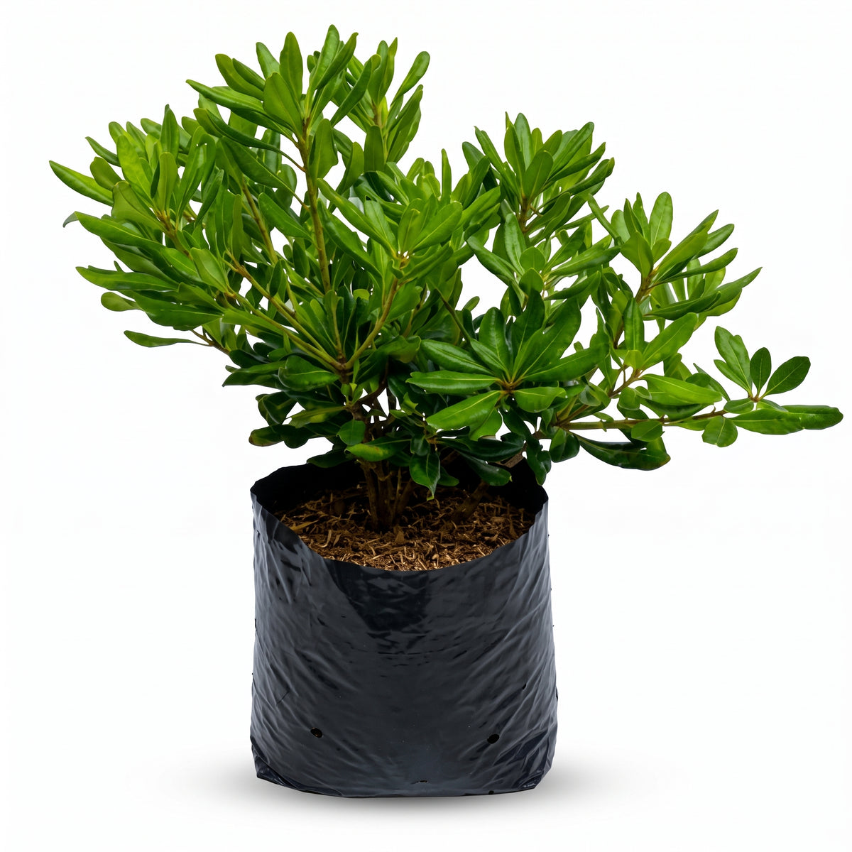 Pittosporum verde