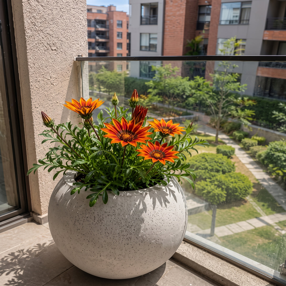 Gazania — foto 3