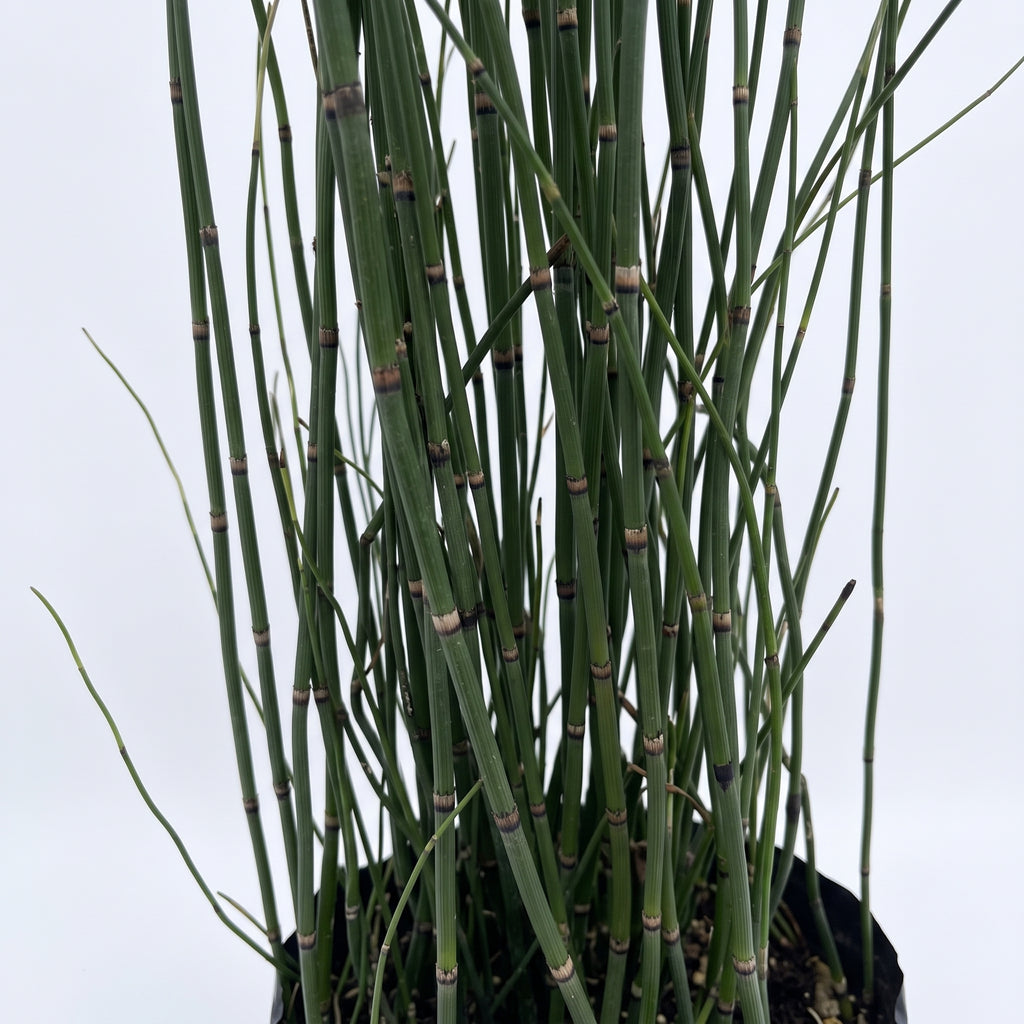 Equisetum — foto 2