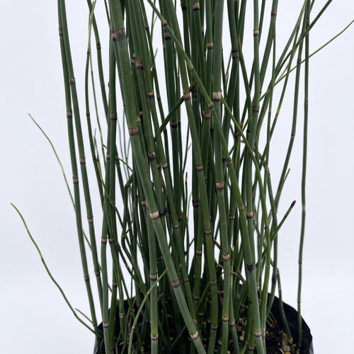 Equisetum — foto 2