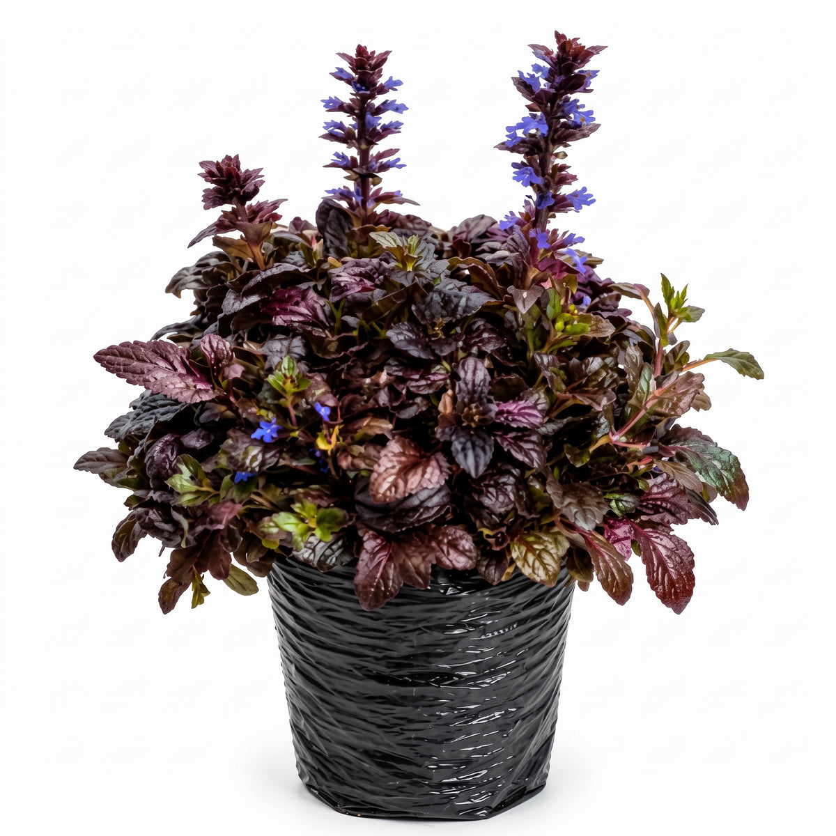 Ajuga morada