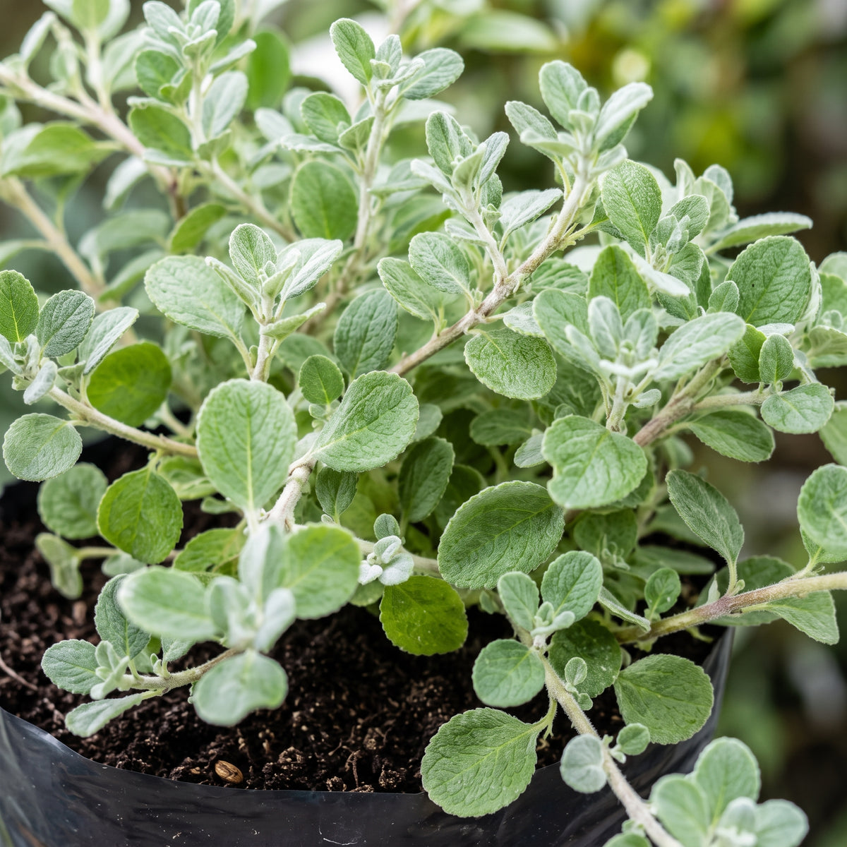 Helicrisum — foto 2