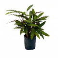 Calathea rufi