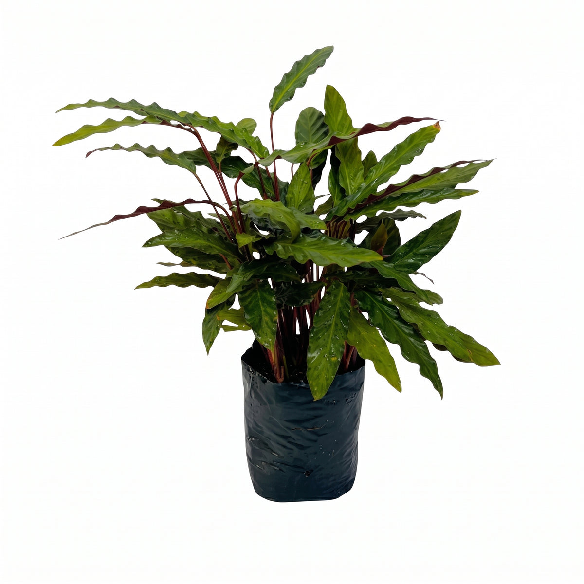 Calathea rufi