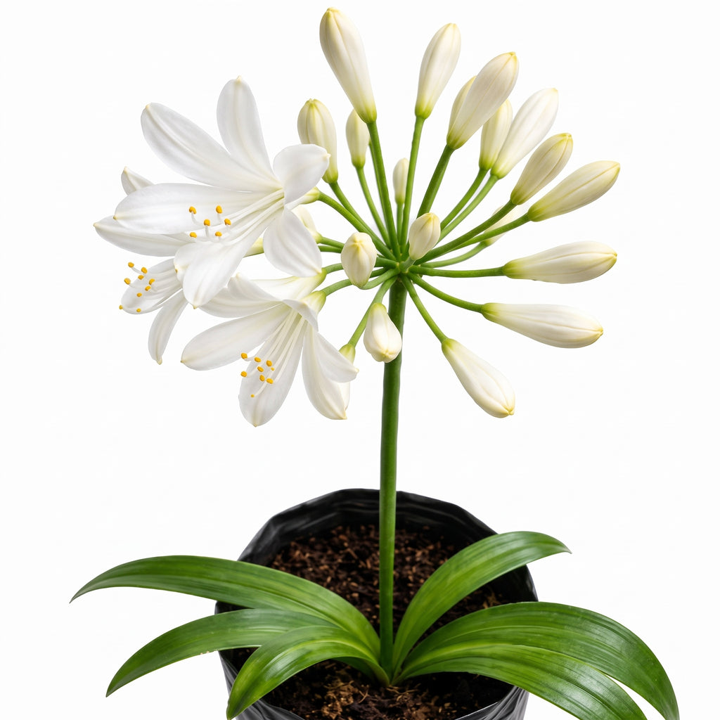 Agapanto blanco — foto 2