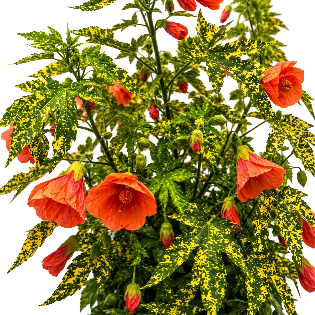 Abutilon variegado — foto 2