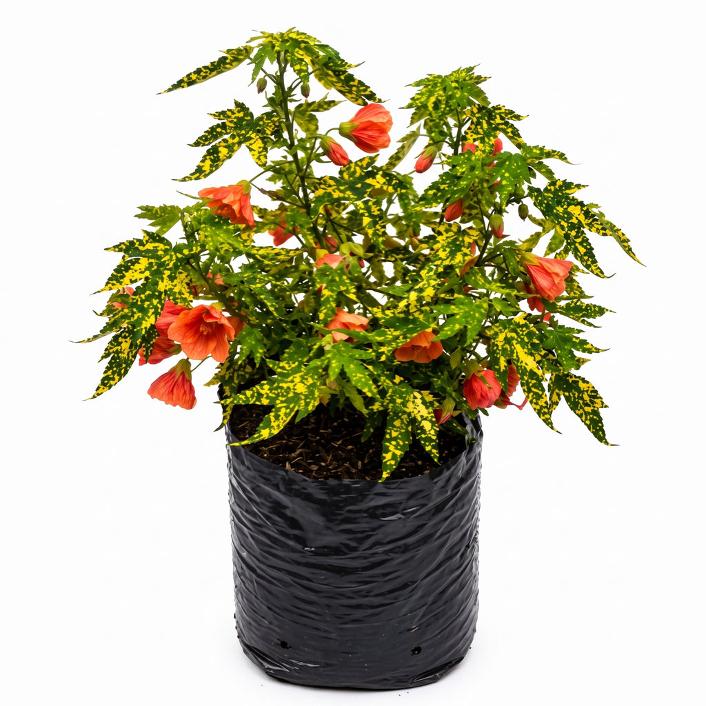 Abutilon variegado