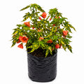 Abutilon variegado