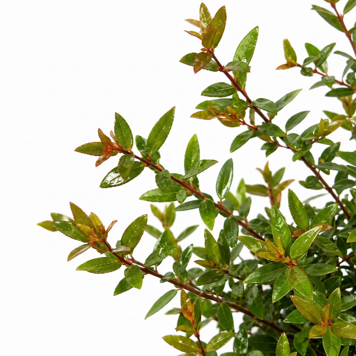 Abelia — foto 2