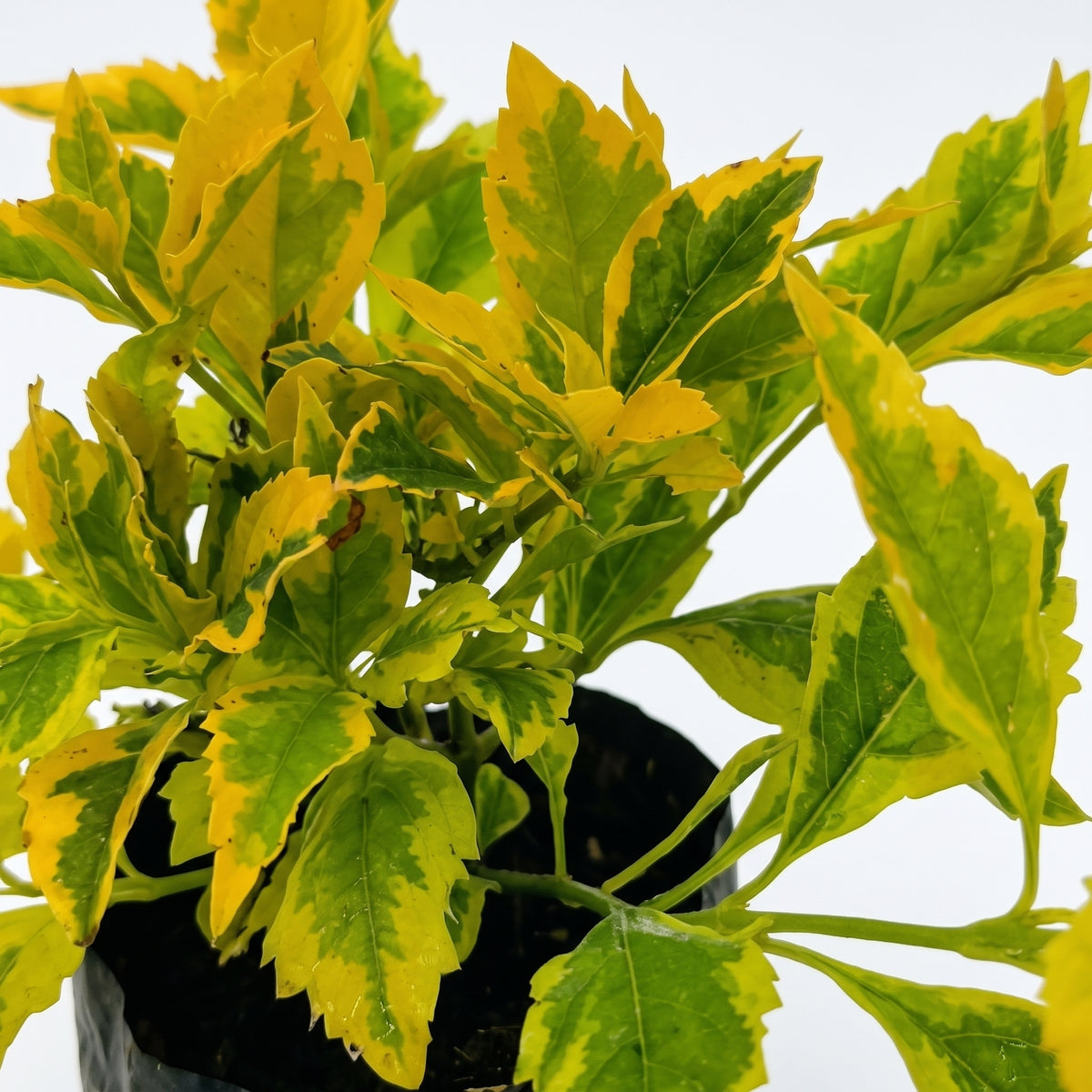Duranta arbustiva — foto 2