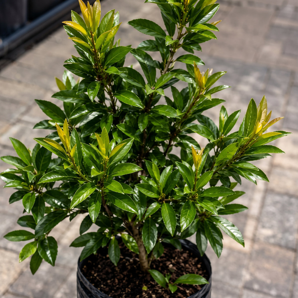 Laurel de cera — foto 2