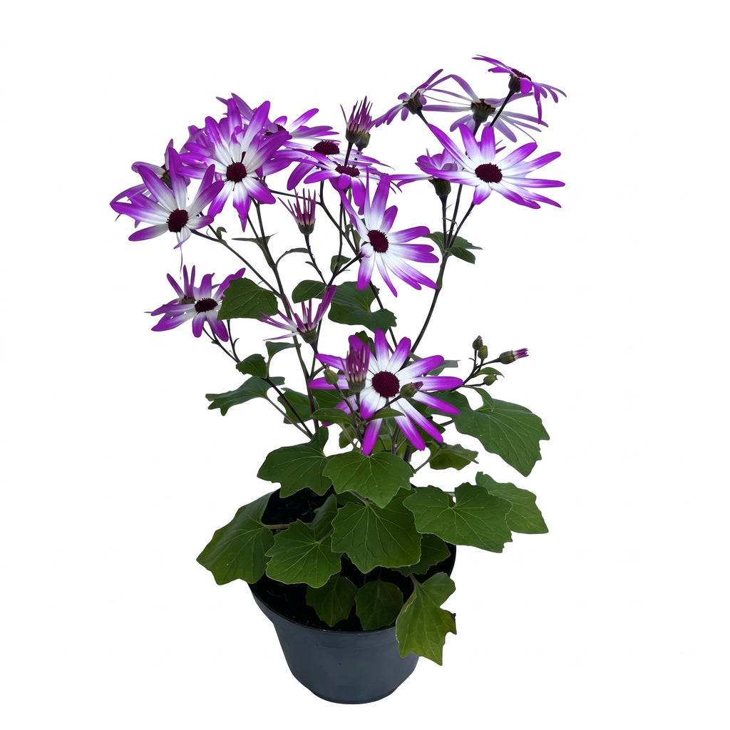 Cineraria de flor