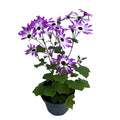Cineraria de flor