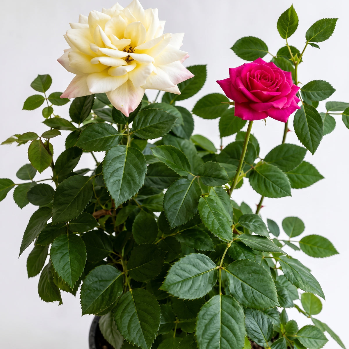Rosa mini, planta de exterior en bolsa – Las Palmas y Jardines de Manuel