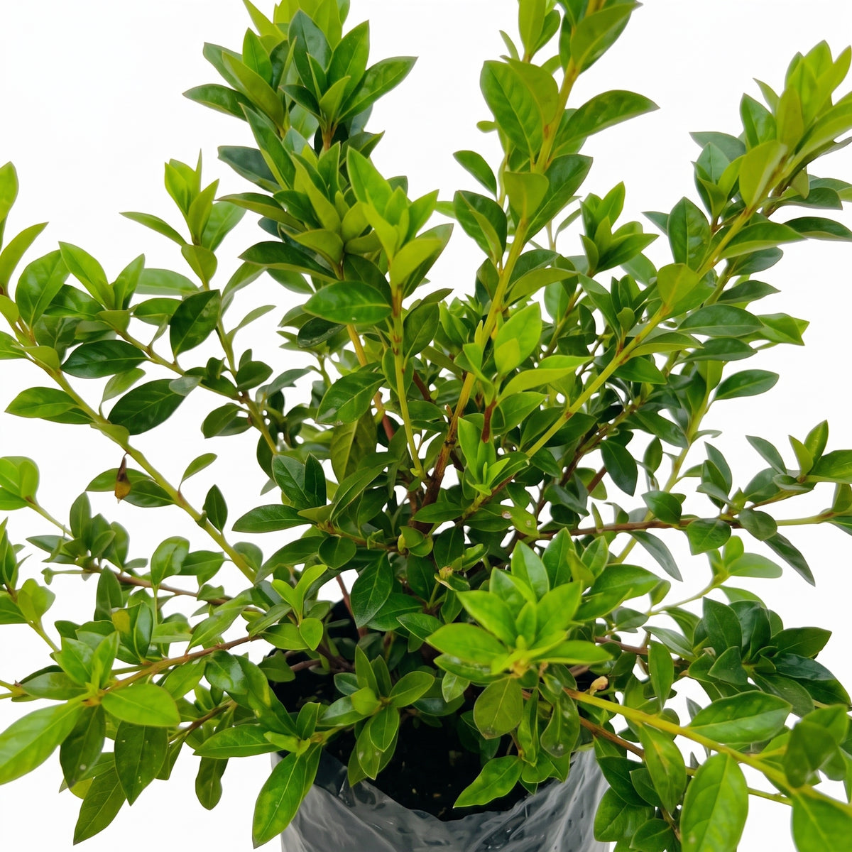 Azalea — foto 2