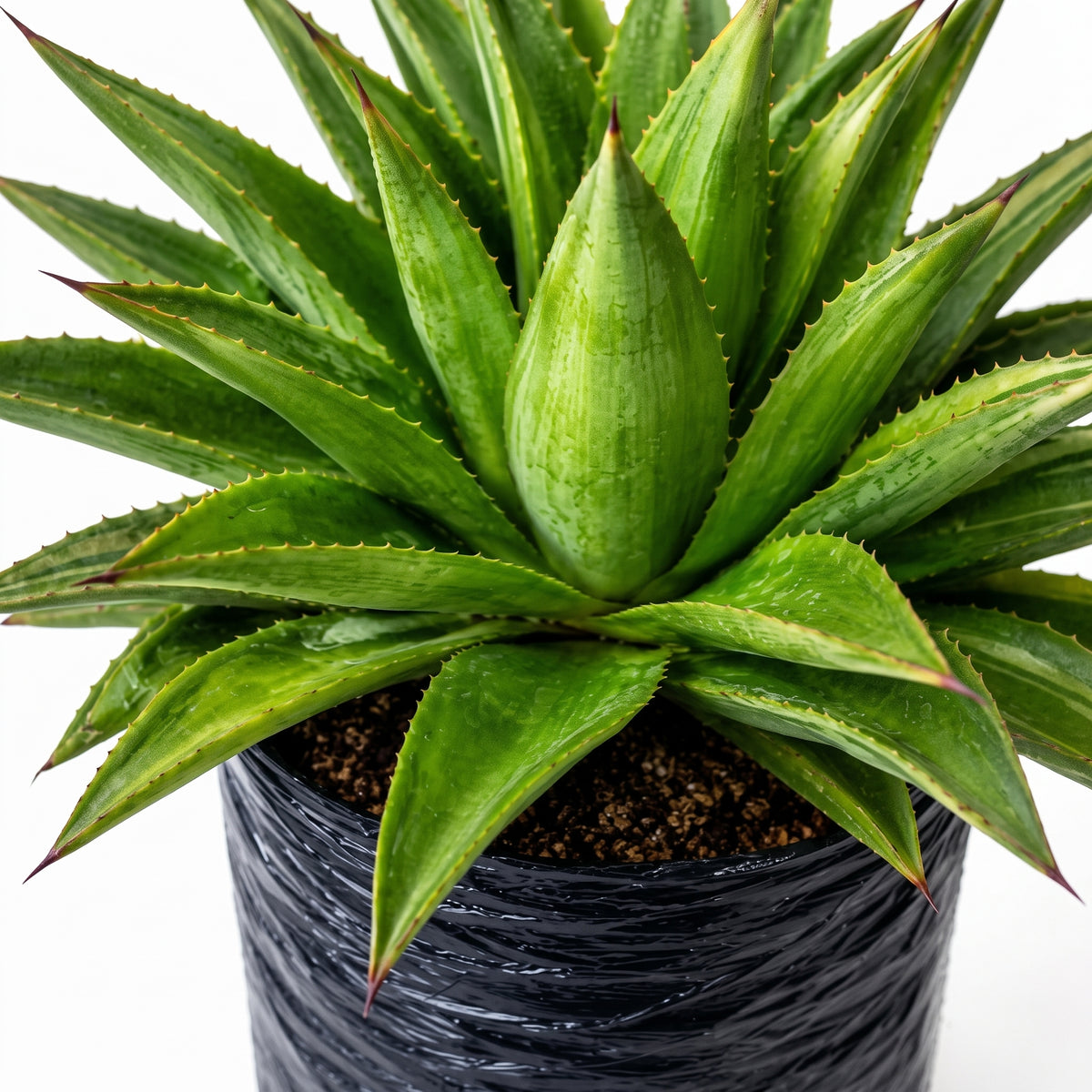 Agave americana — foto 2