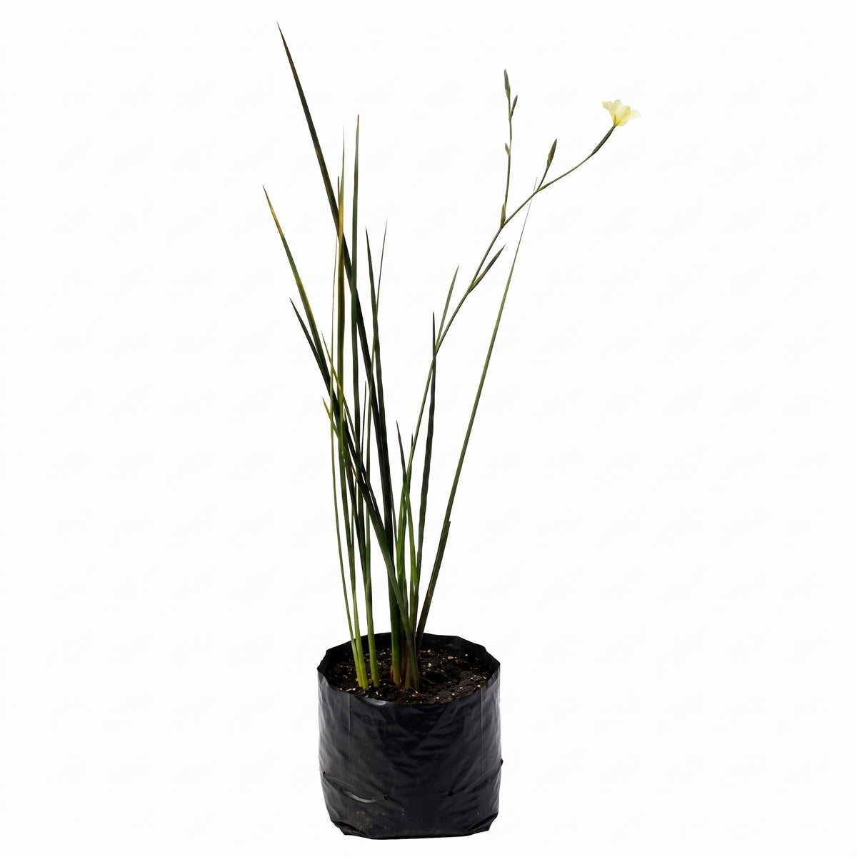 Lirio de páramo blanco