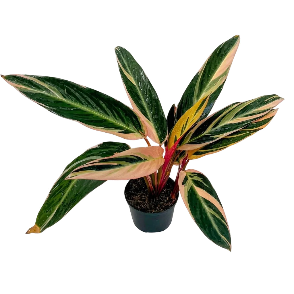 Calathea pluma de indio