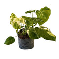 Balazo variegado