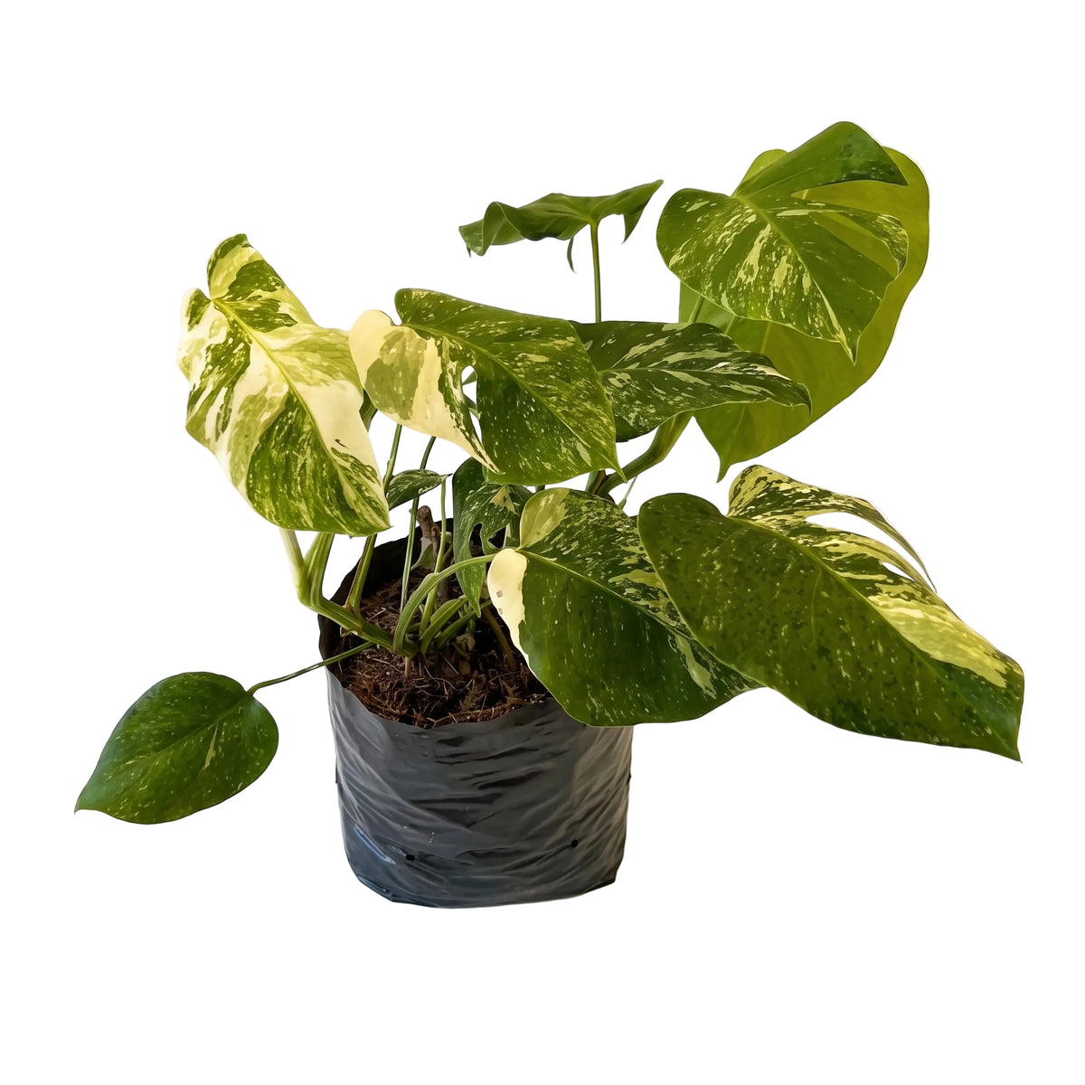 Balazo variegado
