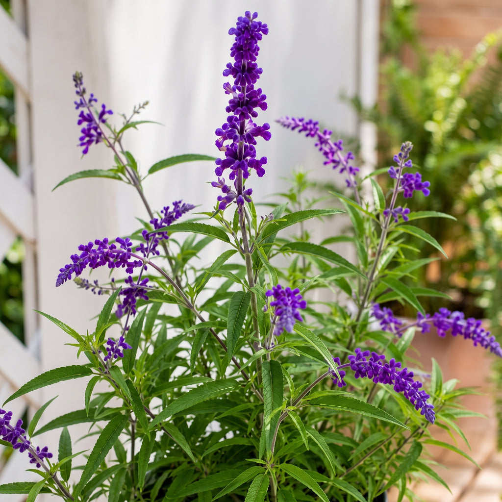 Salvia mexicana — foto 2