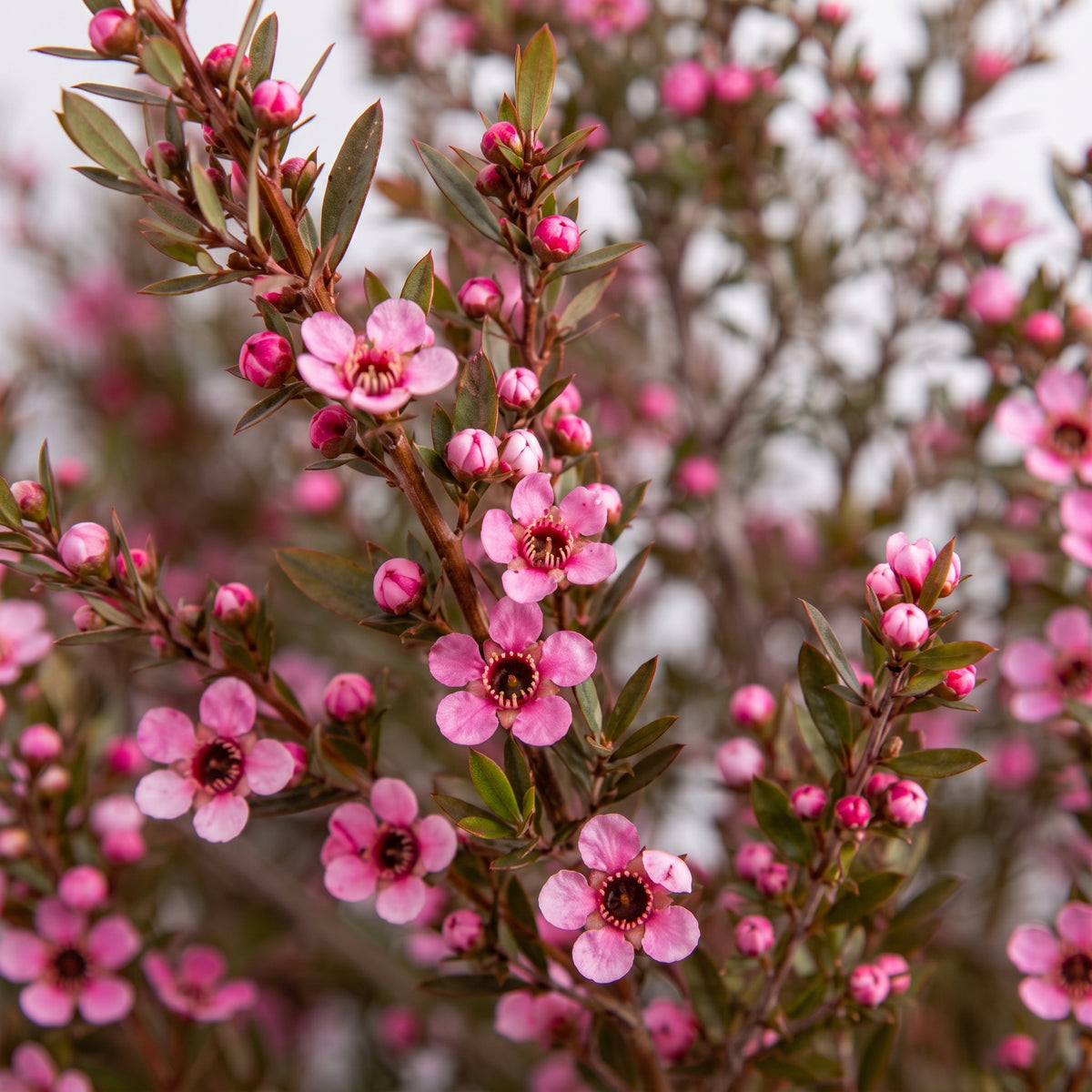 Leptospermum — foto 2