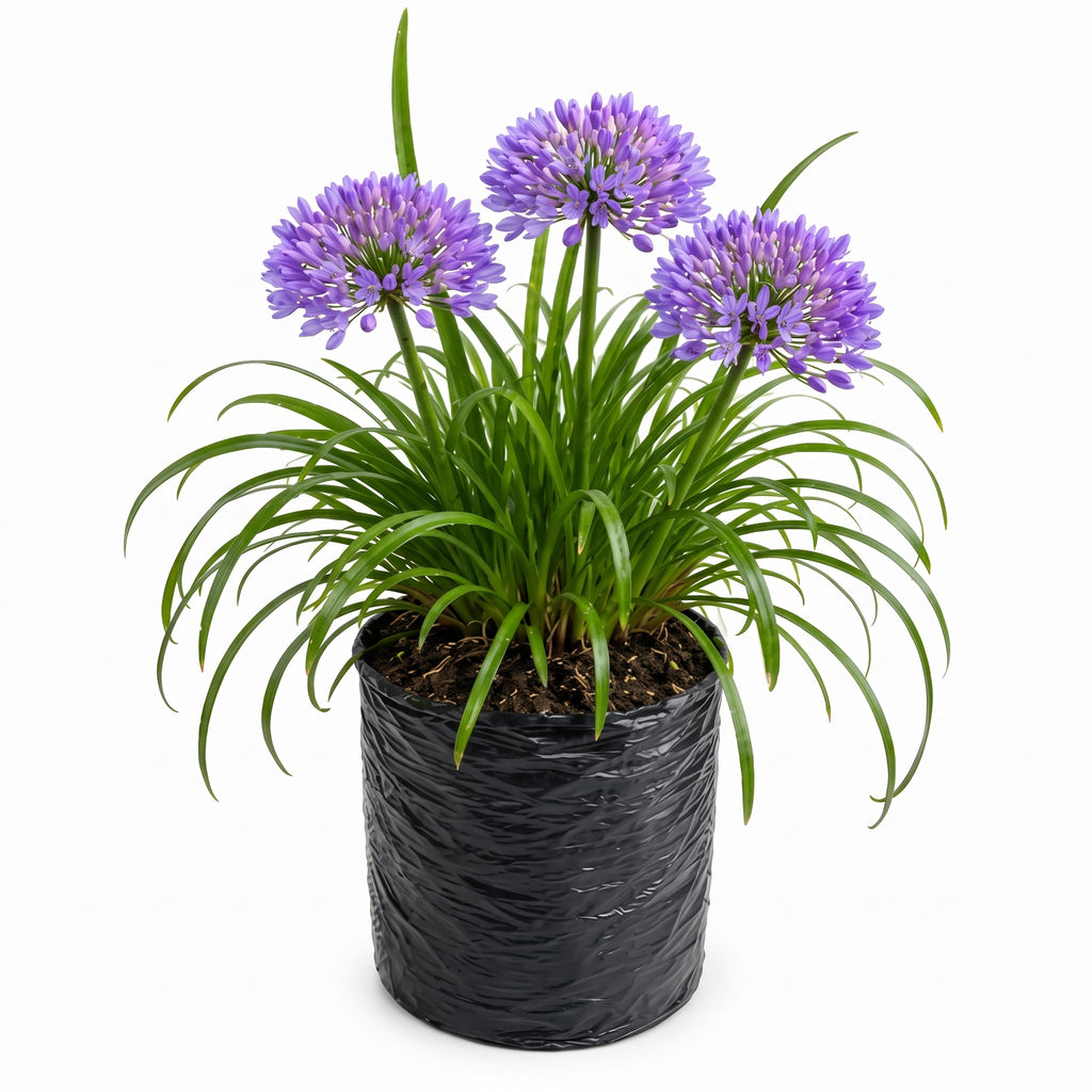 Agapanto enano morado